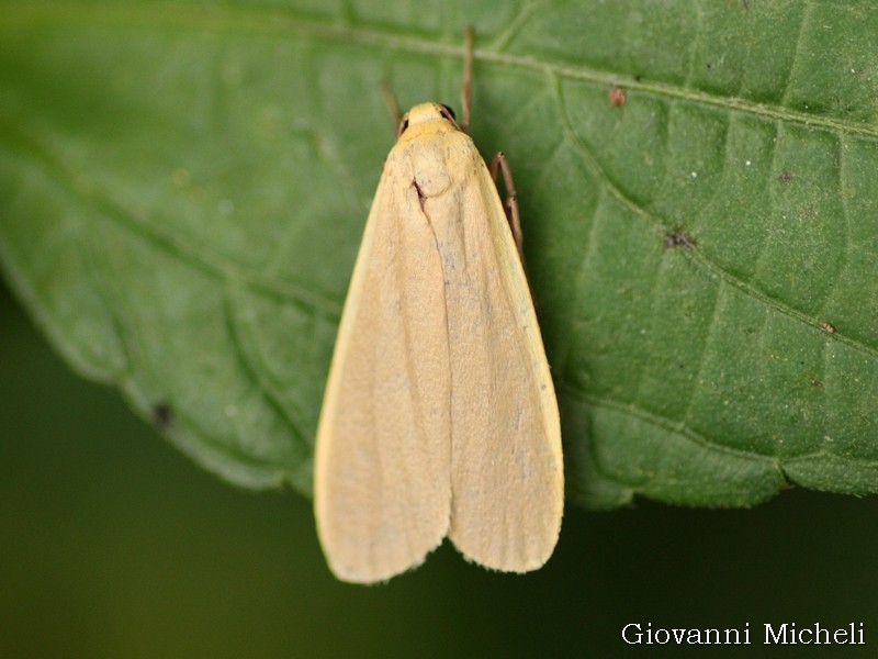Eilema depressa?